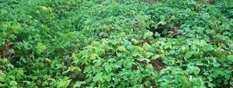 plantação com densa cobertura vegetal de folhas largas e verdes. No entanto, a lavoura está visivelmente