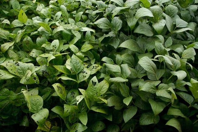 uma lavoura de soja em close-up, destacando um contraste nítido entre duas áreas da plantação. No lado esquerd