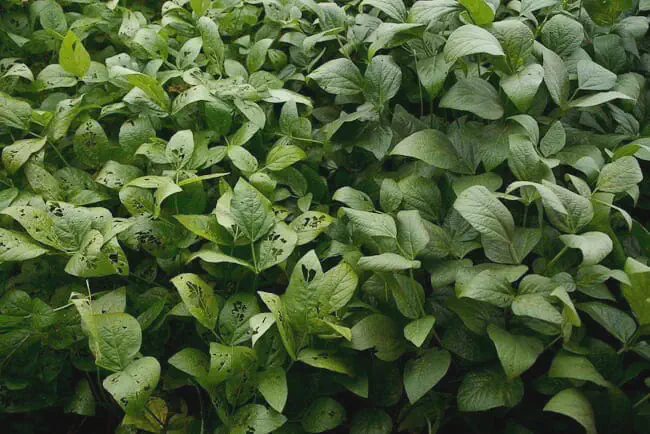 Danos de Pragas na Soja: Como Identificar a Desfolha uma lavoura de soja em close-up, destacando um contraste nítido entre duas áreas da plantação. No lado esquerd