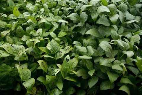 uma lavoura de soja em close-up, destacando um contraste nítido entre duas áreas da plantação. No lado esquerd