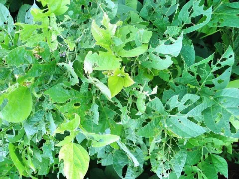 close-up de uma lavoura de soja sofrendo um severo ataque de pragas. As folhas das plantas, em vários tons