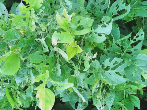 close-up de uma lavoura de soja sofrendo um severo ataque de pragas. As folhas das plantas, em vários tons