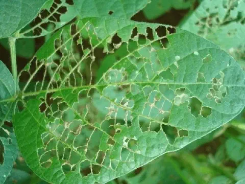 close-up detalhado de uma folha de soja severamente danificada por pragas. A folha, de um verde vibrante, a