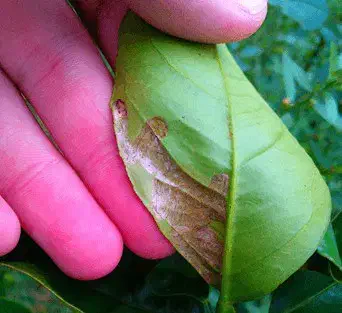 close-up de uma mão segurando uma folha de citros para inspeção. A folha, de cor verde, exibe danos característicos da lagarta minadora.