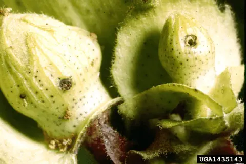 close-up detalhado de dois capulhos de algodão em fase de desenvolvimento, evidenciando danos causados por