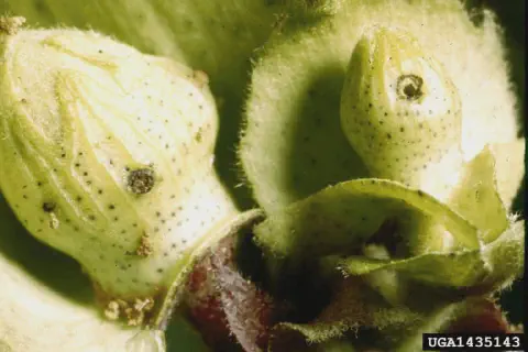close-up de duas maçãs (botões florais) de algodão em fase de desenvolvimento. As estruturas, de cor verde-