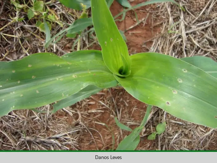 uma planta jovem de milho em estágio inicial de desenvolvimento, vista de cima. A planta apresenta folhas verd