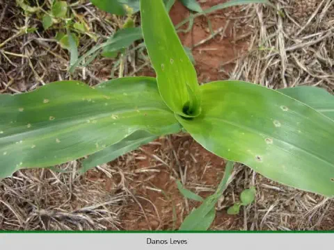 uma planta jovem de milho em estágio inicial de desenvolvimento, vista de cima. A planta apresenta folhas verd