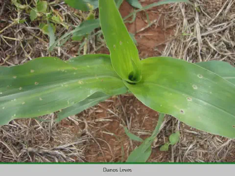 uma planta jovem de milho em estágio inicial de desenvolvimento, vista de cima. A planta apresenta folhas verd