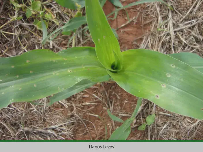 Danos Leves em Milho: Como Identificar Sinais na Lavoura uma planta jovem de milho em estágio inicial de desenvolvimento, vista de cima. A planta apresenta folhas verd