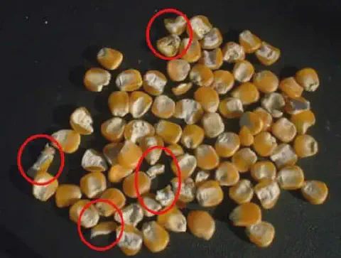 close-up de grãos de milho espalhados sobre uma superfície escura e lisa. Vários desses grãos apresentam da