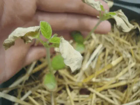 close-up de uma plântula de soja em seu estágio inicial de desenvolvimento, crescendo em um solo coberto po