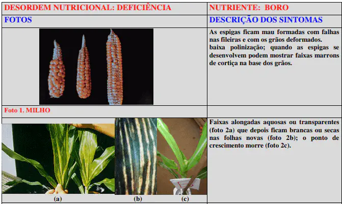 Deficiência de Boro no Milho: Sintomas Visuais e Descrição infográfico técnico e educacional que detalha os sintomas da deficiência de boro na cultura do milho. Estrutura