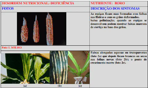 infográfico técnico e educacional que detalha os sintomas da deficiência de boro na cultura do milho. Estrutura