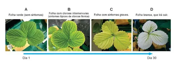 infográfico educativo que ilustra a progressão da deficiência de ferro, conhecida como clorose férrica, em uma