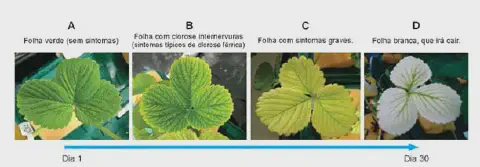 infográfico educativo que ilustra a progressão da deficiência de ferro, conhecida como clorose férrica, em uma