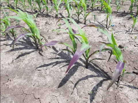 uma lavoura de milho em seu estágio inicial de desenvolvimento, com as jovens plantas dispostas em fileiras. O