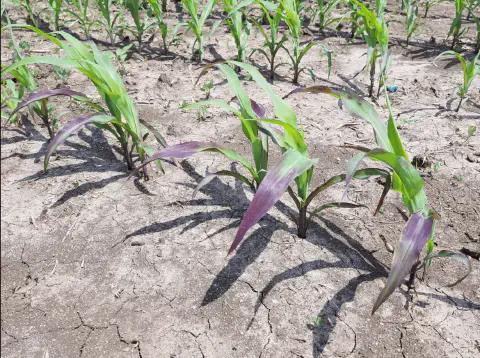 uma lavoura de milho em seu estágio inicial de desenvolvimento, com as jovens plantas dispostas em fileiras. O