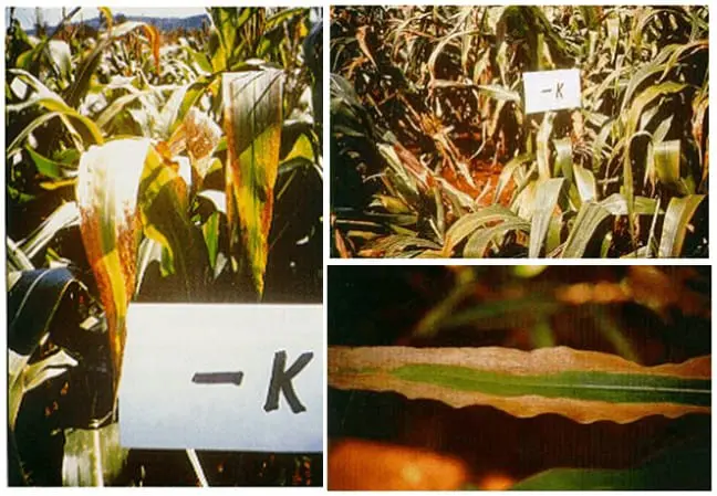 Esta imagem é uma composição de três fotografias que ilustram de forma clara os sintomas visuais da deficiência de potássio (