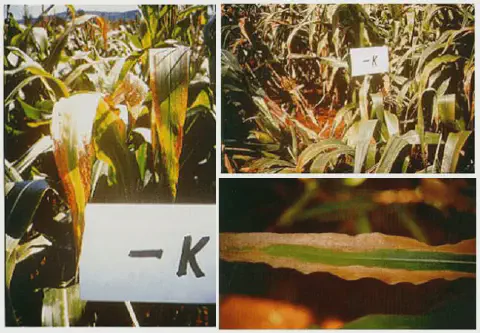 Esta imagem é uma composição de três fotografias que ilustram de forma clara os sintomas visuais da deficiência de potássio (