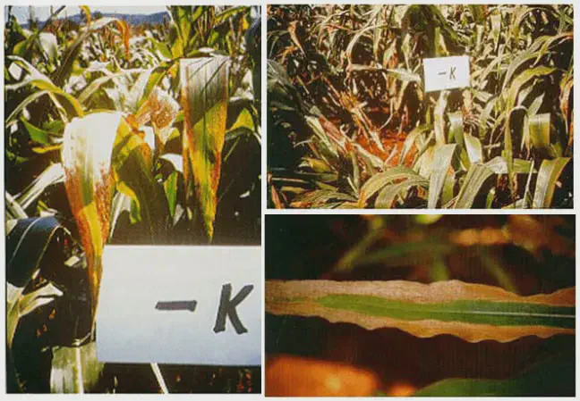 Deficiência de Potássio no Milho: Identifique os Sintomas Esta imagem é uma composição de três fotografias que ilustram de forma clara os sintomas visuais da deficiência de potássio (
