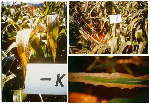 Esta imagem é uma composição de três fotografias que ilustram de forma clara os sintomas visuais da deficiência de potássio (