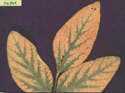 close-up de três folhas de uma planta, provavelmente soja, que demonstram sintomas avançados de deficiência