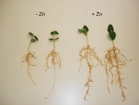 comparação visual clara do efeito do micronutriente zinco (Zn) no desenvolvimento inicial de plântulas