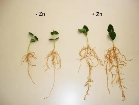 comparação visual clara do efeito do micronutriente zinco (Zn) no desenvolvimento inicial de plântulas