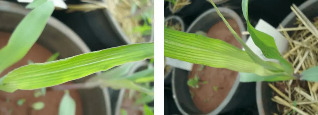 Deficiência de Zinco no Milho: Como Identificar os Sintomas díptico com closes de uma planta jovem de milho, provavelmente em seus estágios iniciais de desenvolvimento