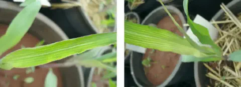 díptico com closes de uma planta jovem de milho, provavelmente em seus estágios iniciais de desenvolvimento