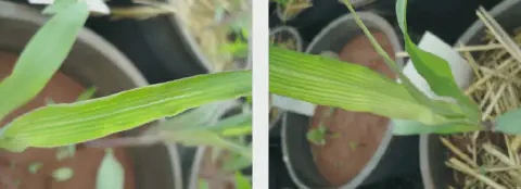 díptico com closes de uma planta jovem de milho, provavelmente em seus estágios iniciais de desenvolvimento