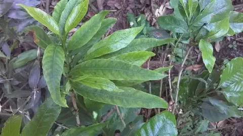close-up de uma planta jovem, possivelmente um cafeeiro ou outra cultura perene, apresentando sintomas visí