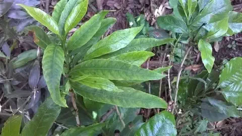 close-up de uma planta jovem, possivelmente um cafeeiro ou outra cultura perene, apresentando sintomas visí