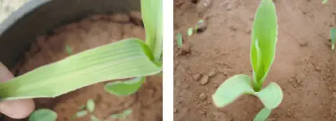 composição de duas fotografias que ilustram o desenvolvimento inicial de plantas de milho em diferentes condiç