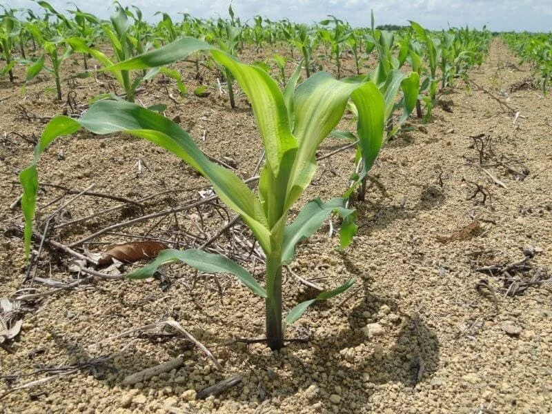 close-up de uma planta jovem de milho em uma lavoura, destacando-se em primeiro plano. As folhas mais novas