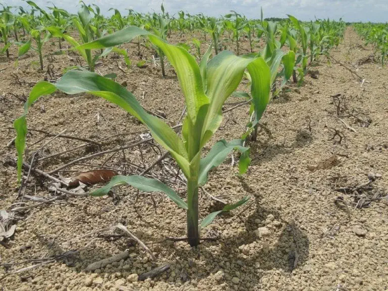 Deficiência Nutricional no Milho: Como Identificar Sintomas close-up de uma planta jovem de milho em uma lavoura, destacando-se em primeiro plano. As folhas mais novas