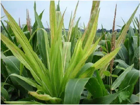 close-up de uma lavoura de milho, focando em uma planta que apresenta claros sintomas de deficiência nutric