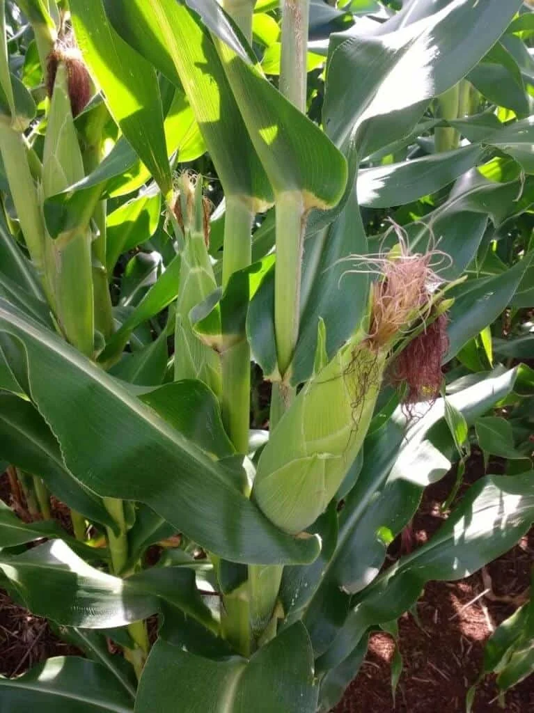 close-up de uma plantação de milho em pleno desenvolvimento. Vários pés de milho robustos, com caules gross
