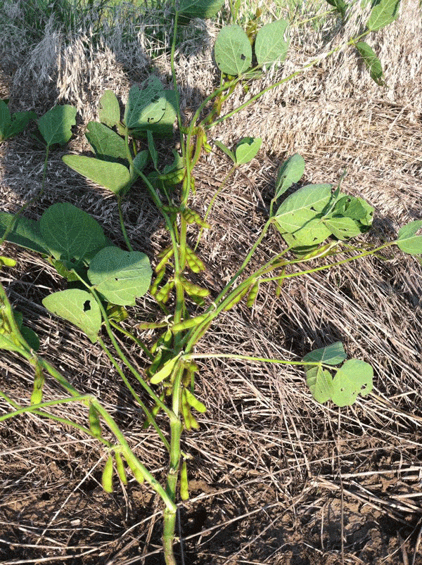Este GIF animado exibe uma planta de soja em estágio avançado de desenvolvimento, provavelmente na fase de enchimento de grão