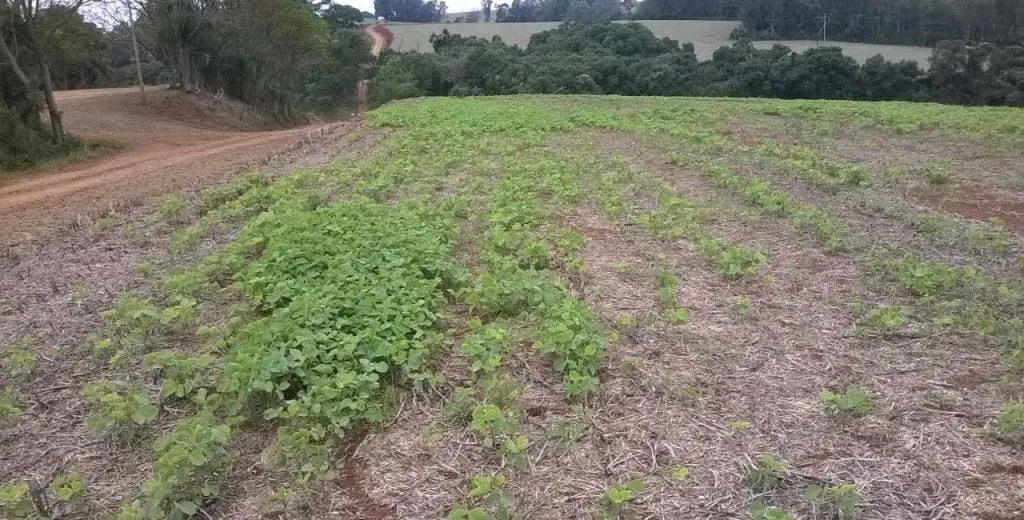 lavoura de soja em seu estágio inicial de desenvolvimento, cultivada sob o sistema de plantio direto, co
