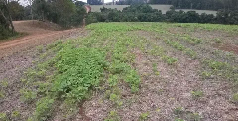 lavoura de soja em seu estágio inicial de desenvolvimento, cultivada sob o sistema de plantio direto, co