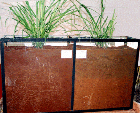 experimento comparativo em um rizotron, uma estrutura com paredes transparentes que permite a visualização