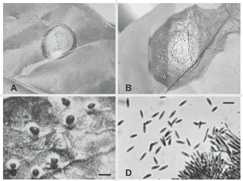 Diagnóstico de M. roridum: lesões na folha, esporodóquios e esporos