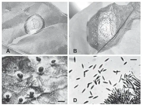 Diagnóstico de M. roridum: lesões na folha, esporodóquios e esporos