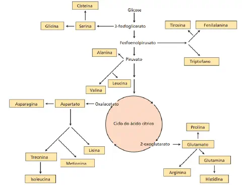 diagrama esquemático das principais rotas de biossíntese de aminoácidos em organismos, provavelmente planta