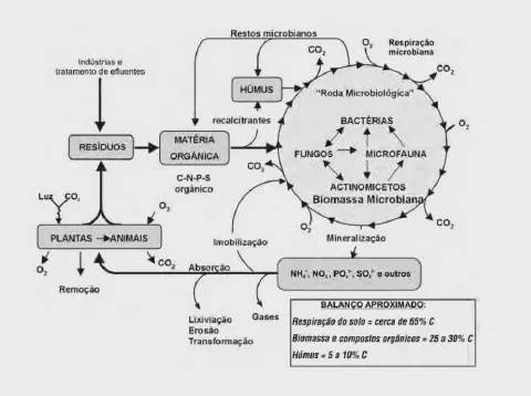 diagrama detalhado do ciclo da matéria orgânica e da ciclagem de nutrientes no solo. O fluxograma ilust