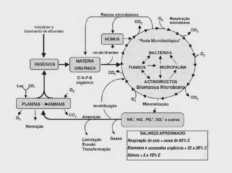 diagrama detalhado do ciclo da matéria orgânica e da ciclagem de nutrientes no solo. O fluxograma ilust