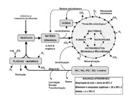 diagrama detalhado do ciclo da matéria orgânica e da ciclagem de nutrientes no solo. O fluxograma ilust