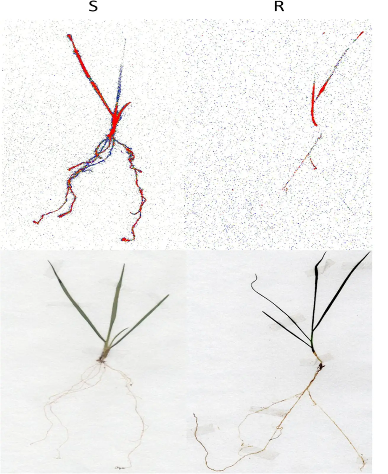 análise comparativa entre duas plantas, provavelmente da mesma espécie, mas com biótipos diferentes, r